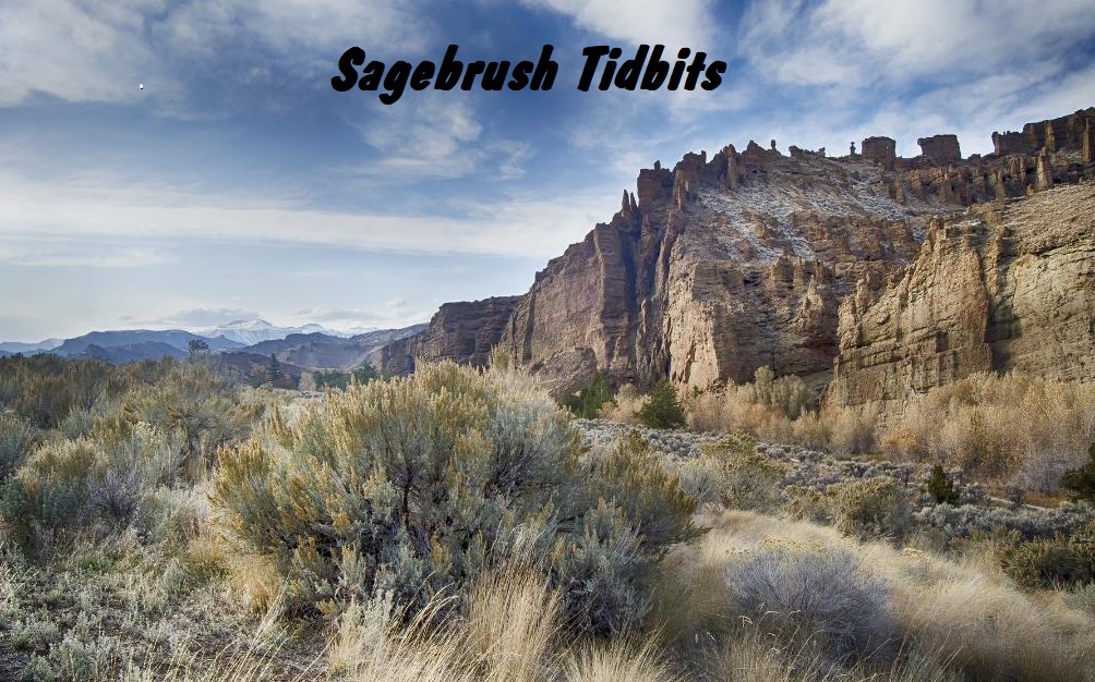 Sagebrush - everywhere.